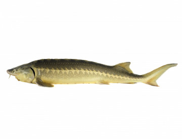 Russian Sturgeon