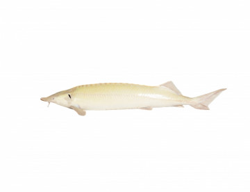 Sterlet Albino