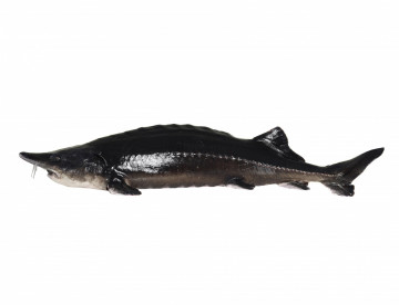 Beluga Sturgeon Huso Huso