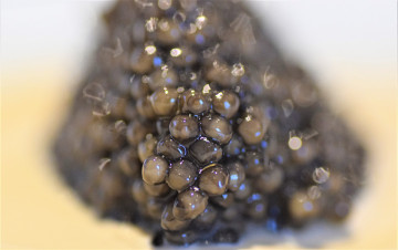 Caviar Osietra 2