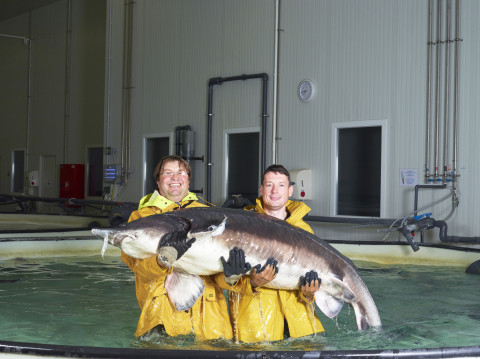 Royal Moeskroen 319525