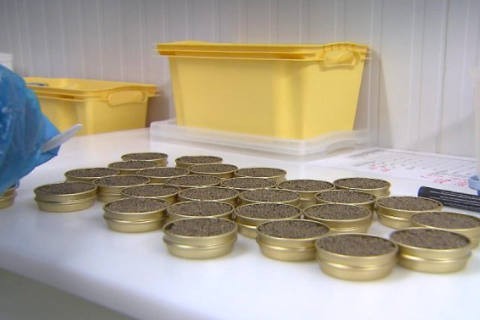 Queen Eet Belgische Kaviaar