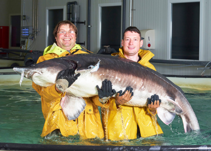 Beluga Sturgeon Huso Huso Esturgeon Steur 2